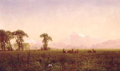Albert Bierstadt Elk Grazing in the Wind River Country oil painting image